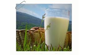 Halal Milk at Nakahora Farm