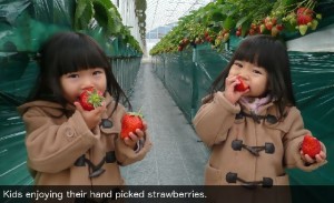 Kids enjoying their hand picked strawberries
