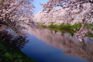 hanami (cherry blossom viewing)
