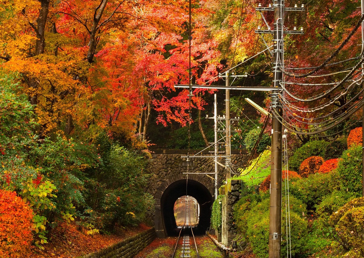 Autumn Best View in Tokyo! 5 Recommended Instagrammable Autumn Spots